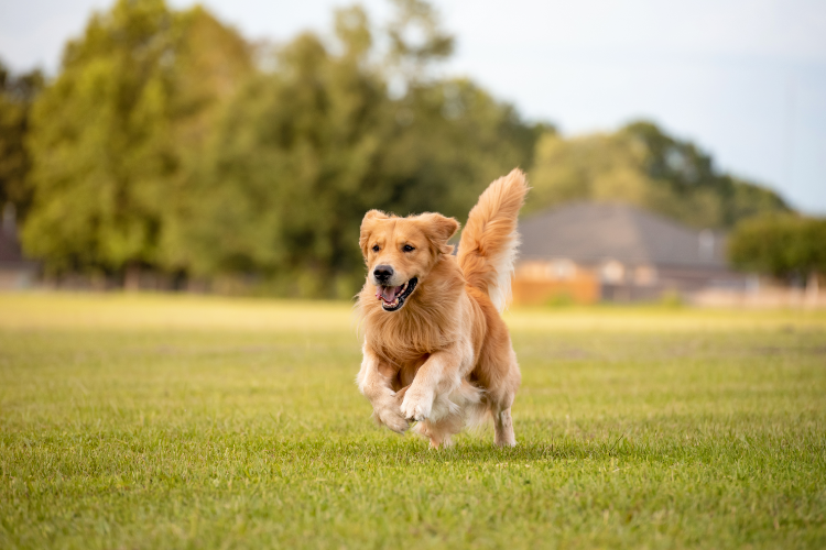 1. Golden Retrievers – The Classic Family Dog