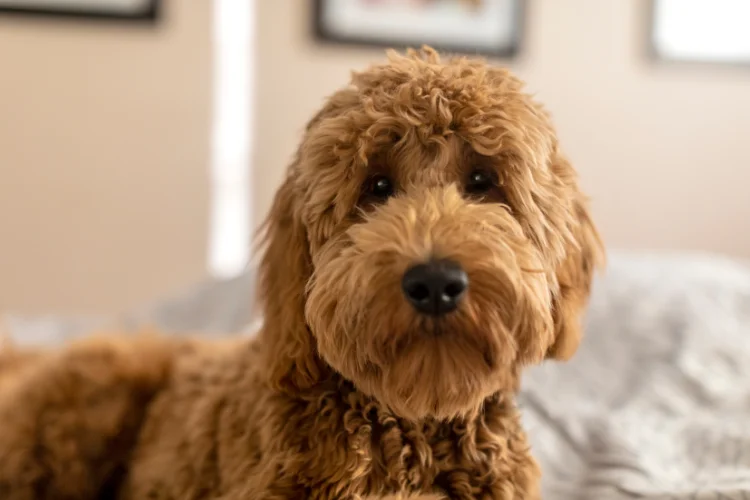 1. Goldendoodle