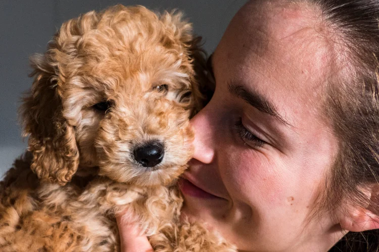 2. Bichon Poo (Bichapoo)