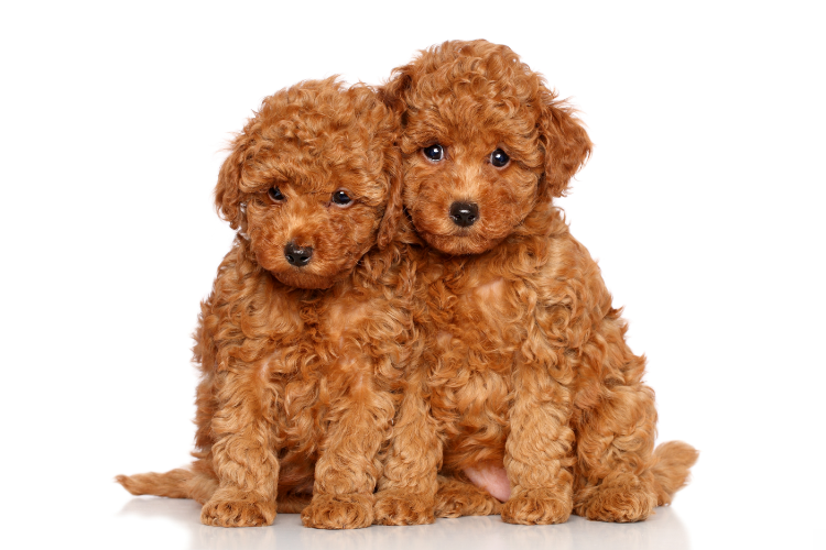 2. Poodles – A Smart & Stylish Breed