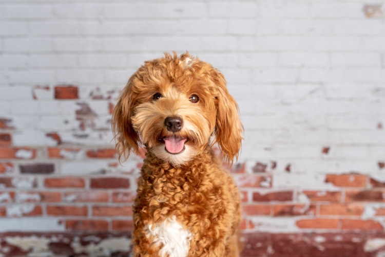 3. Goldendoodles – The Best of Both Worlds