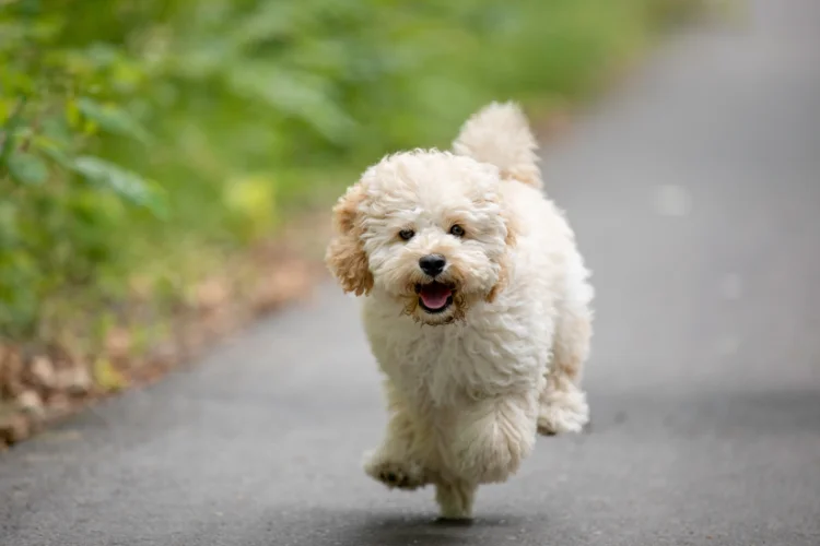 3. Maltipoo