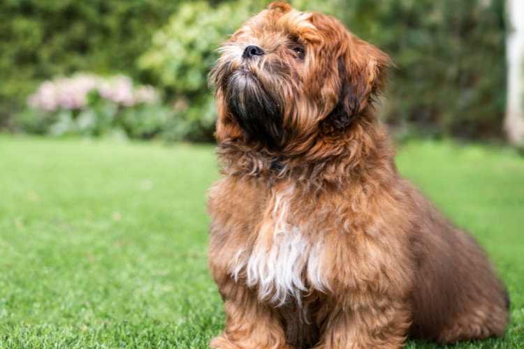 5. Teddy Bears (Schichon) – A Living Stuffed Animal