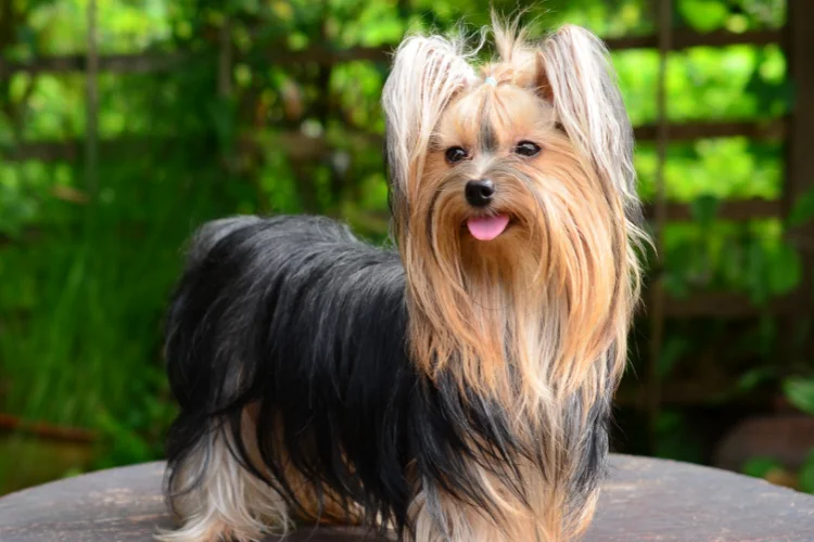 5. Yorkshire Terrier