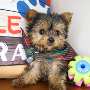 Aloy Yorkshire Terrier 01