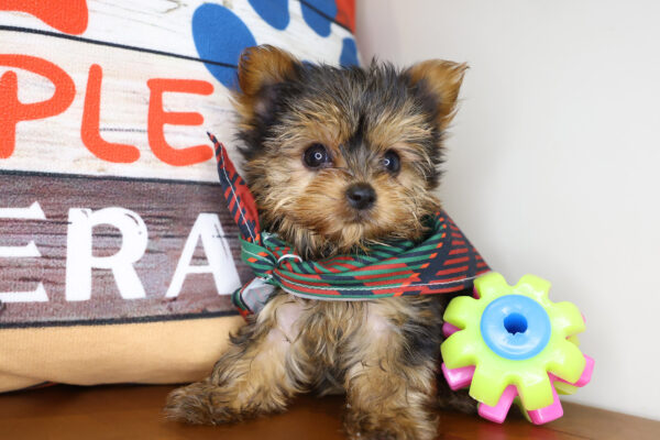 Aloy Yorkshire Terrier 01