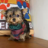 Aloy Yorkshire Terrier 02