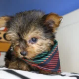 Aloy Yorkshire Terrier 03