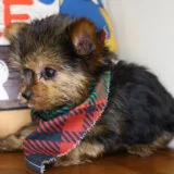 Aloy Yorkshire Terrier 04