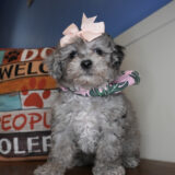 Applejack Maltipoo 04