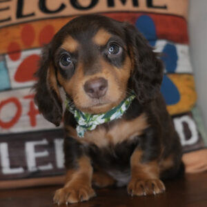 Artichoke Miniature Dachshund 01