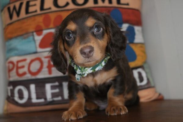 Artichoke Miniature Dachshund 01