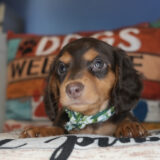 Artichoke Miniature Dachshund 02