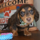 Artichoke Miniature Dachshund 03