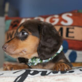 Artichoke Miniature Dachshund 04