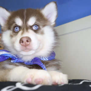 Austin Pomsky 01