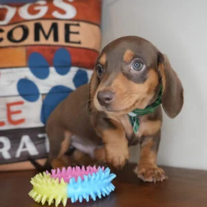 Avocado Miniature Dachshund 01