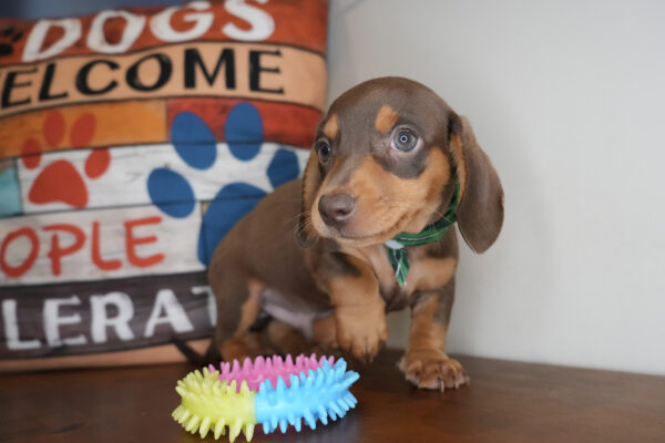 Avocado Miniature Dachshund 01