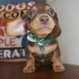 Avocado Miniature Dachshund 02