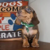 Avocado Miniature Dachshund 03