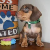 Avocado Miniature Dachshund 04