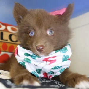 Bella Pomsky 01