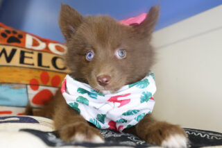 Bella Pomsky 01