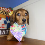 Cassie Miniature Dachshund 02