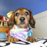 Cassie Miniature Dachshund 03