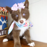 Cassy Pomsky 01