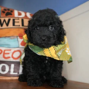 Charlie Miniature Poodle 01