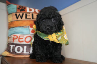 Charlie Miniature Poodle 01