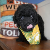 Charlie Miniature Poodle 02