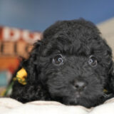 Charlie Miniature Poodle 04