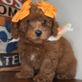 Cherry Miniature Goldendoodle 01