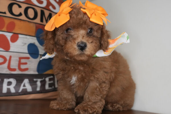 Cherry Miniature Goldendoodle 01