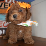 Cherry Miniature Goldendoodle 02