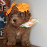 Cherry Miniature Goldendoodle 03