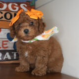 Cherry Miniature Goldendoodle 04