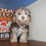 Chex Yorkiepoo 02