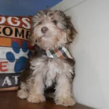 Chex Yorkiepoo 03