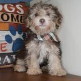 Chex Yorkiepoo 04