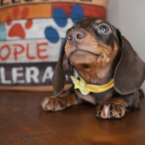 Chive Miniature Dachshund 01