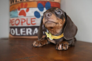 Chive Miniature Dachshund 01