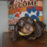 Chive Miniature Dachshund 02