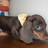 Chive Miniature Dachshund 03