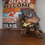 Chive Miniature Dachshund 04