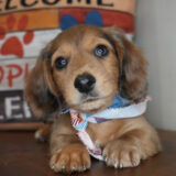 Churro Miniature Dachshund 01