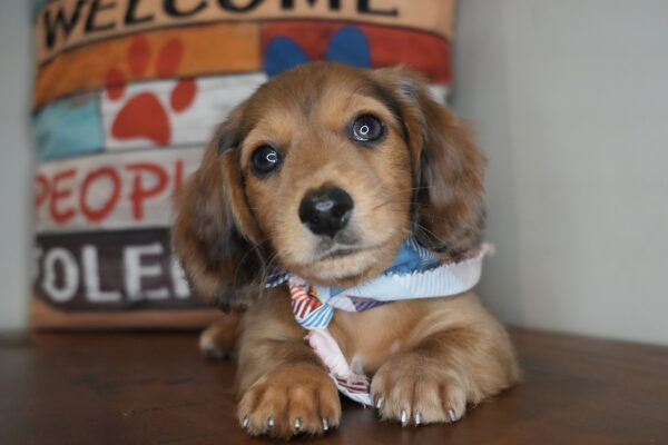 Churro Miniature Dachshund 01