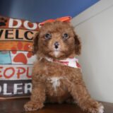 Cocoa Miniature Goldendoodle 01